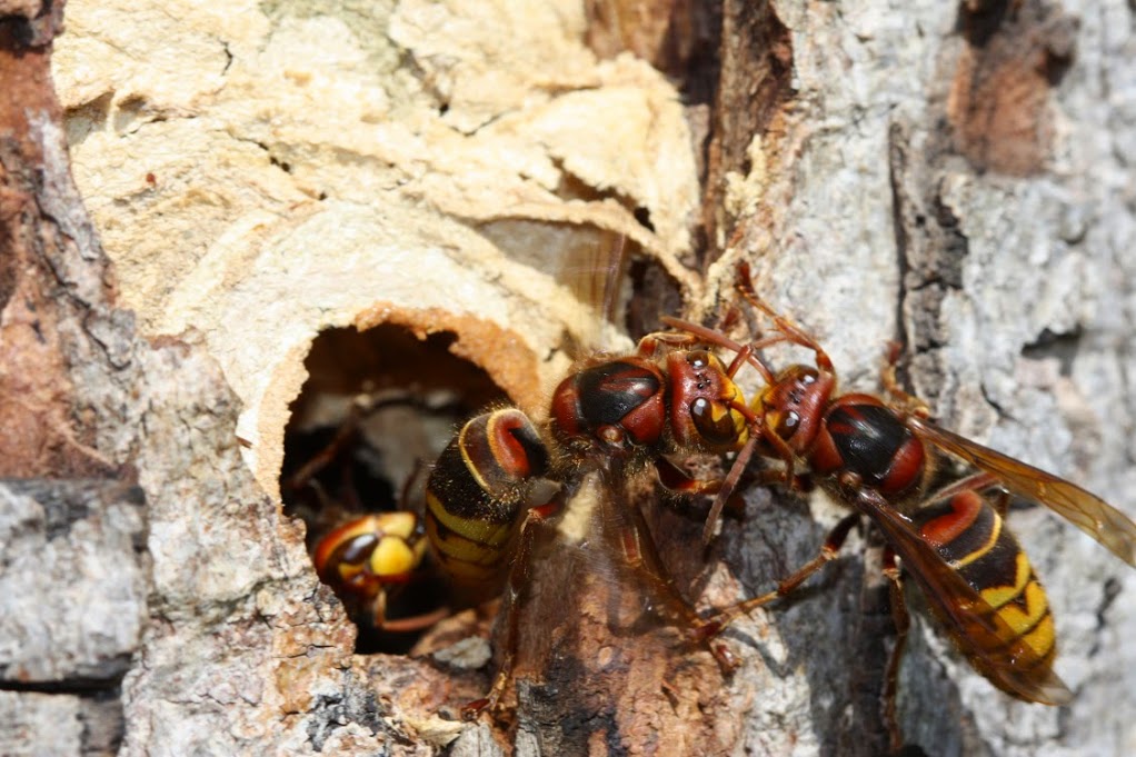 Hornussen Nest