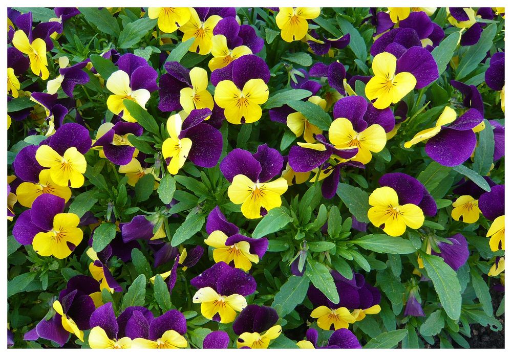 Hornveilchen Foto & Bild pflanzen, pilze & flechten, blüten