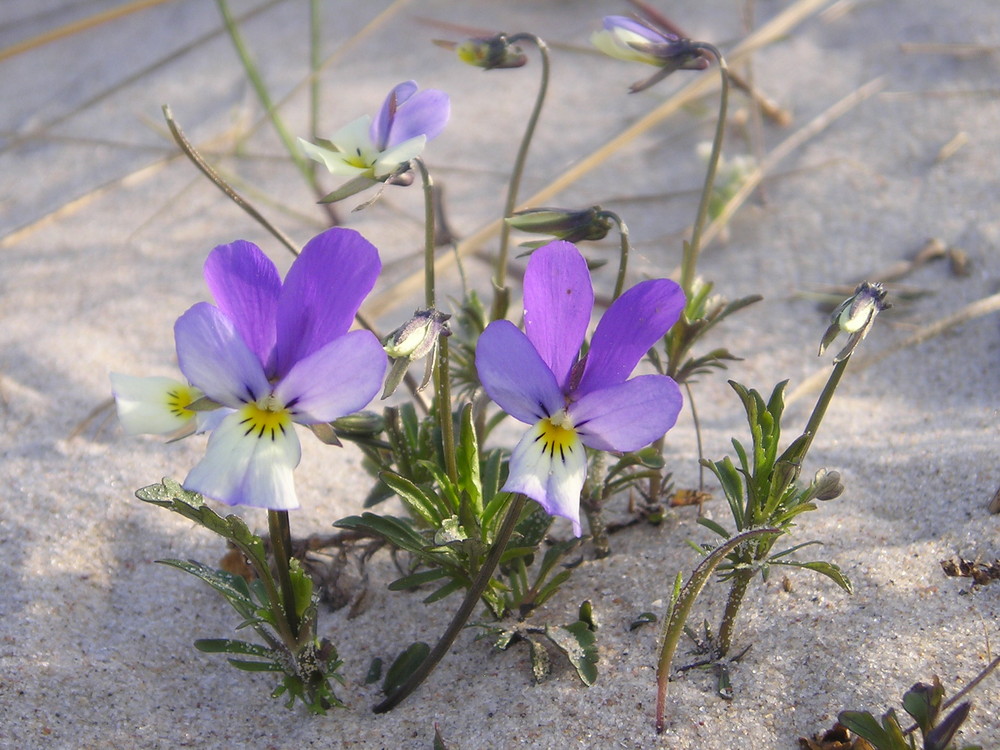 Hornveilchen auf einer Ostseedüne an einem Aprilabend