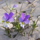 Hornveilchen auf einer Ostseedüne an einem Aprilabend