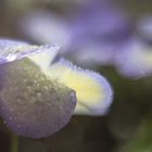 Hornveilchen/ Freelensing