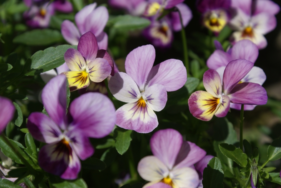 Hornveilchen im Garten