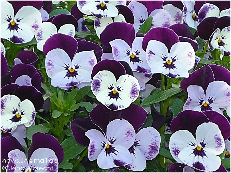 Hornveilchen Viola cornuta Stiefmütterchen