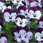 Hornveilchen Viola cornuta Stiefmütterchen