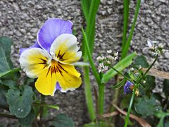 Hornveilchen wächst aus einer Steinritze heraus