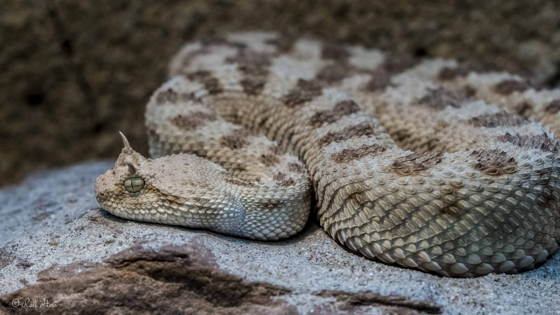 Hornviper Foto & Bild natur, zoo, stuttgart Bilder auf