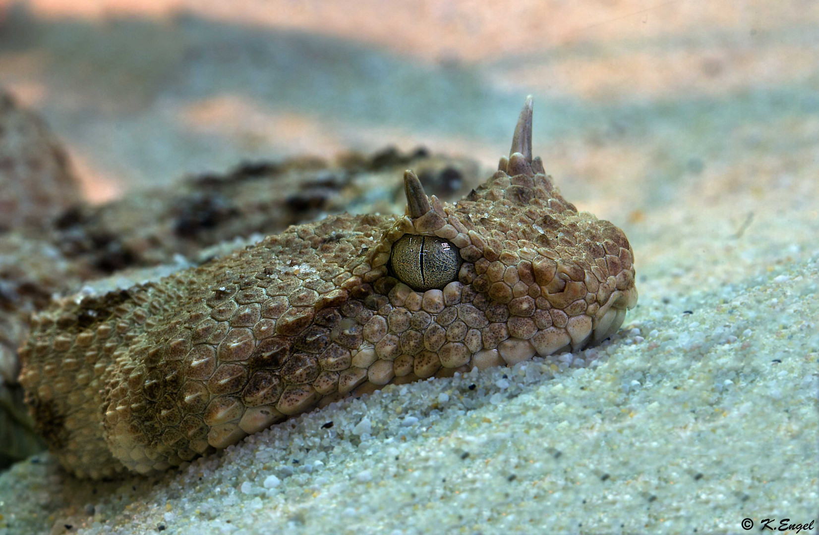Hornviper Foto & Bild tiere, zoo, wildpark & falknerei, amphibien