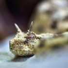 Hornviper - Detail 2