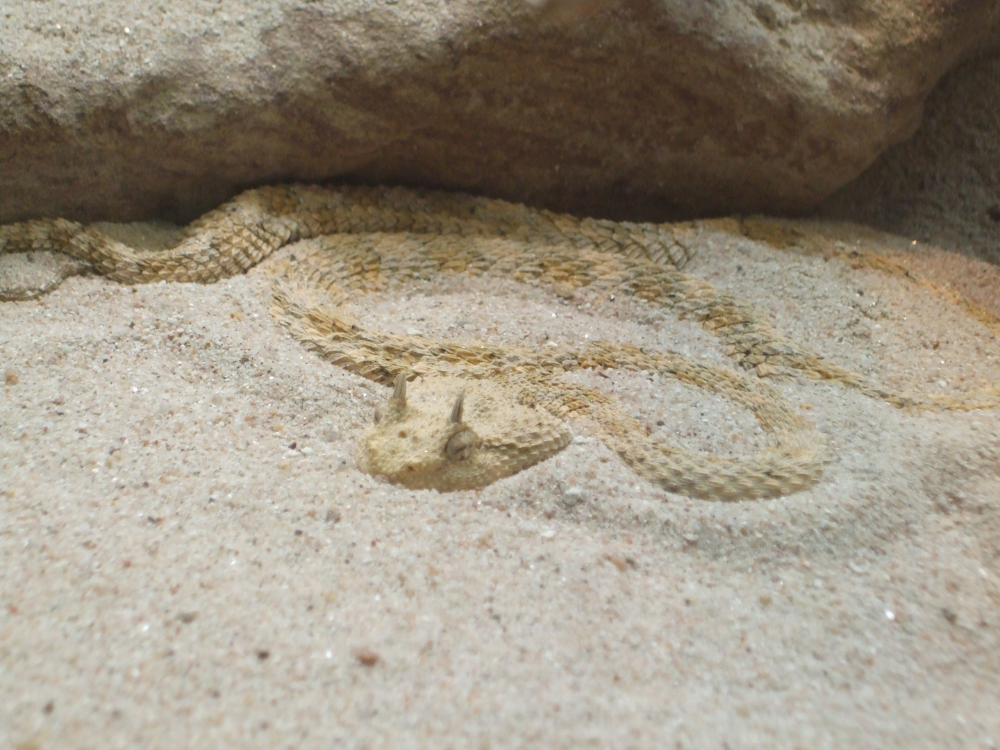 Hornviper im Sand vergraben