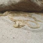 Hornviper im Sand vergraben