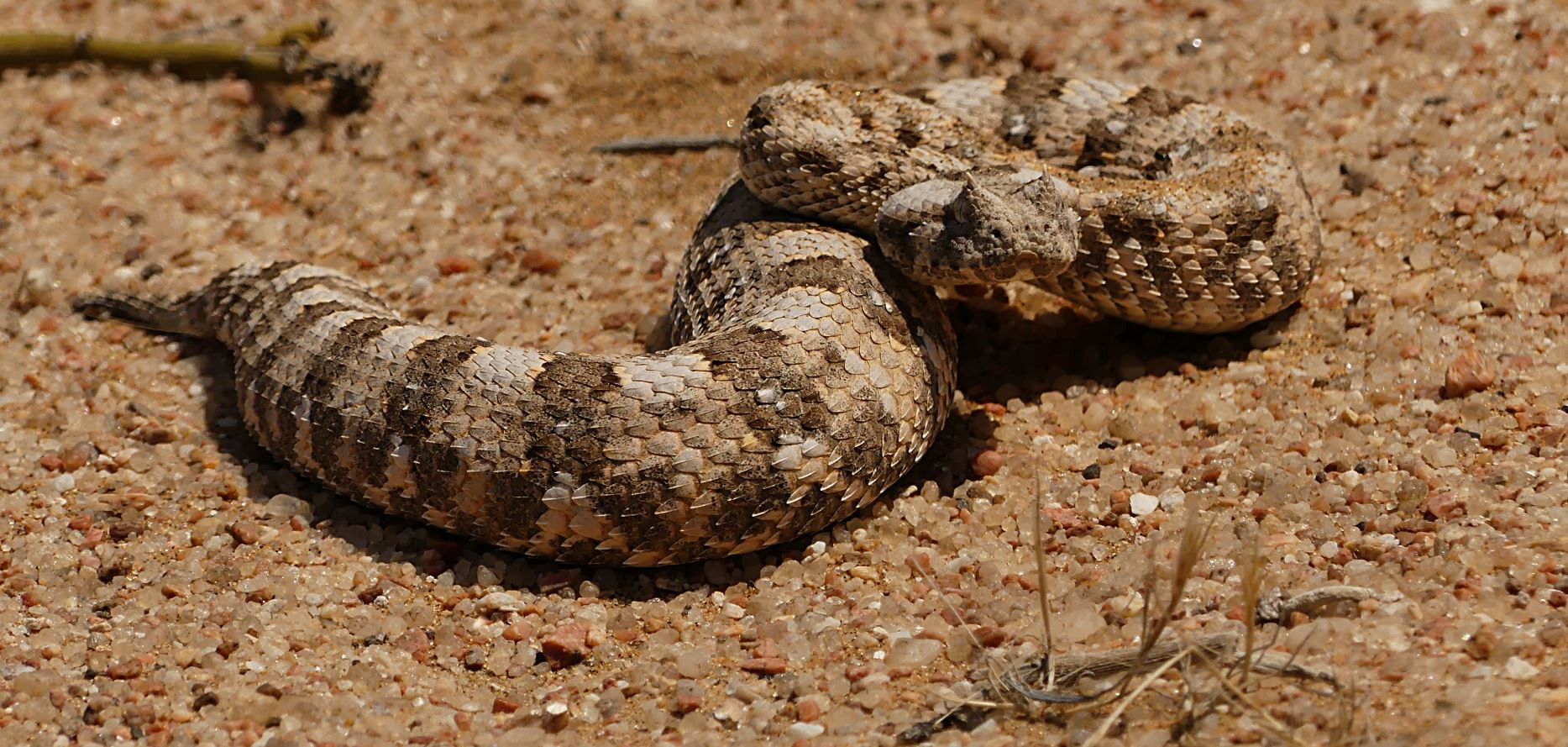 Hornviper in der Namib