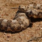 Hornviper in der Namib