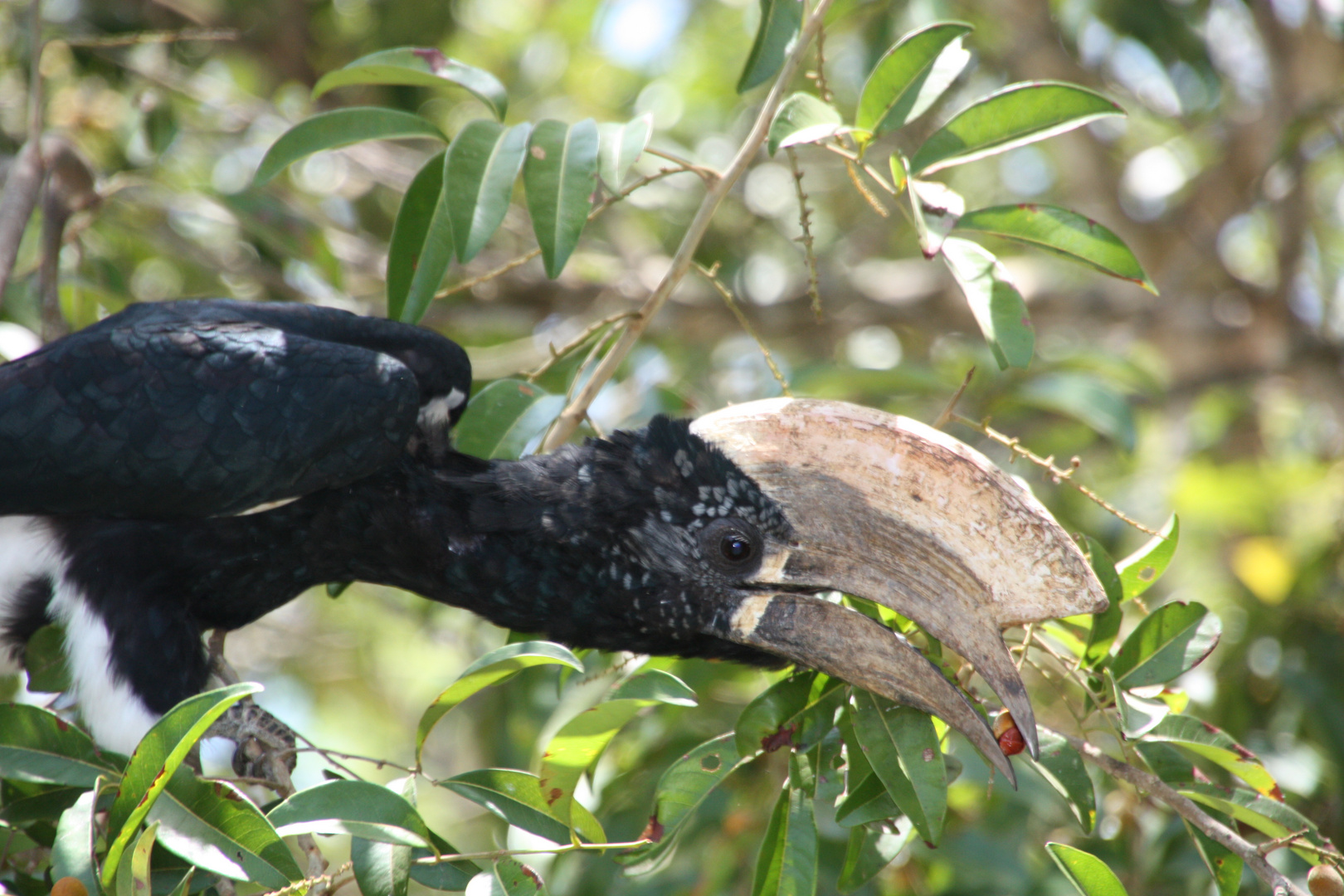 Hornvogel