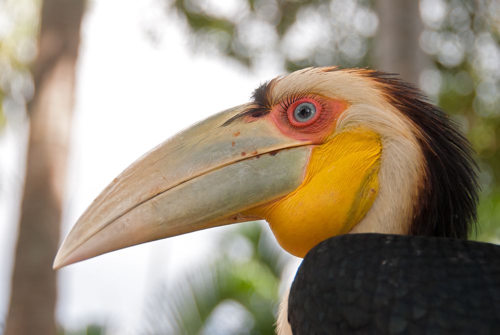 Hornvogel auf  Bali