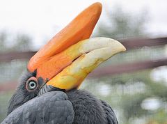 Hornvogel