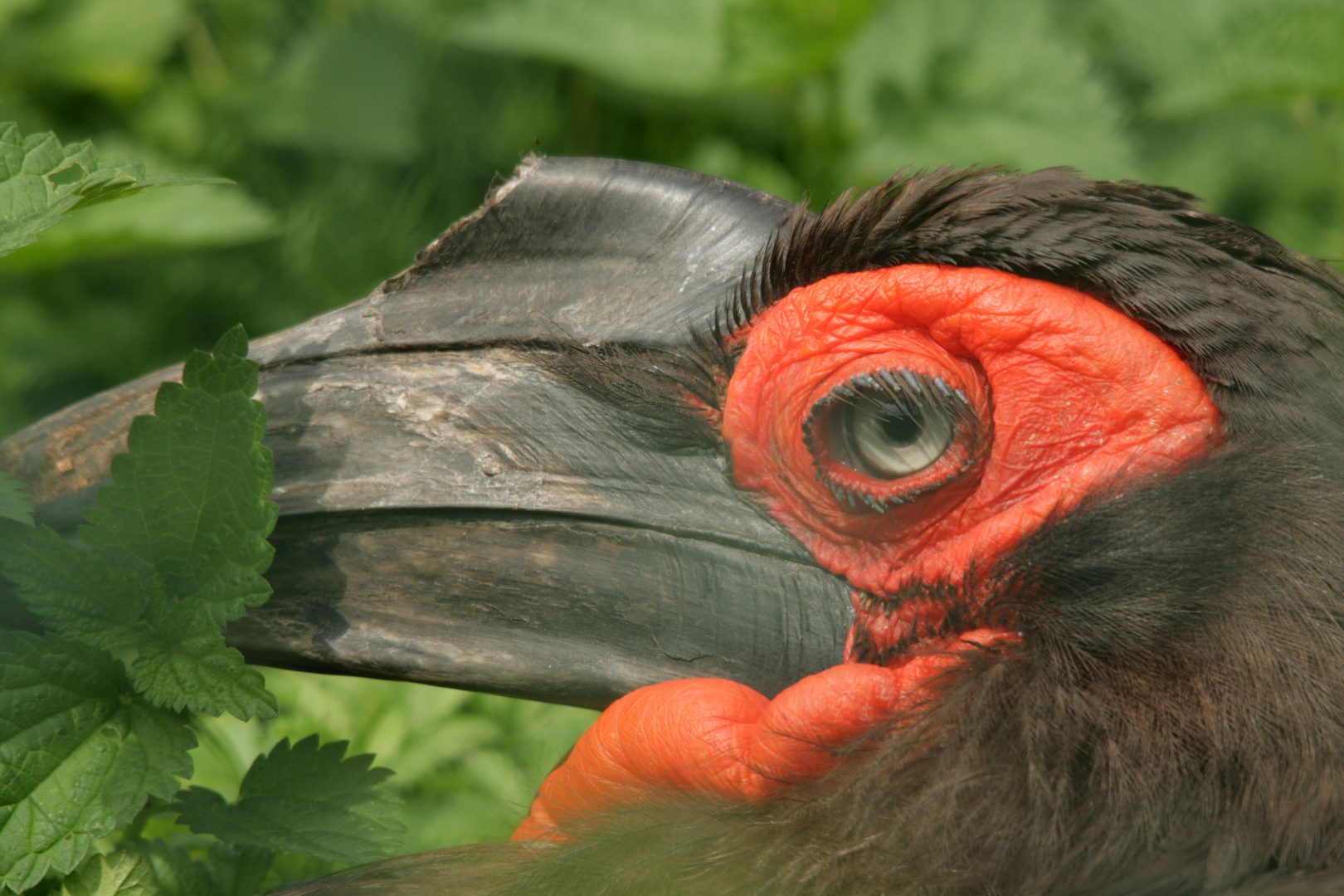 Hornvogel- habe ich nicht toll die Wimpern getuscht ?