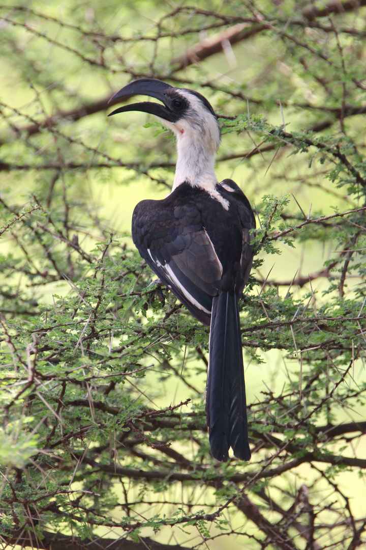 Hornvogel oder Jackson Toko in Afrika