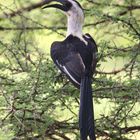 Hornvogel oder Jackson Toko in Afrika