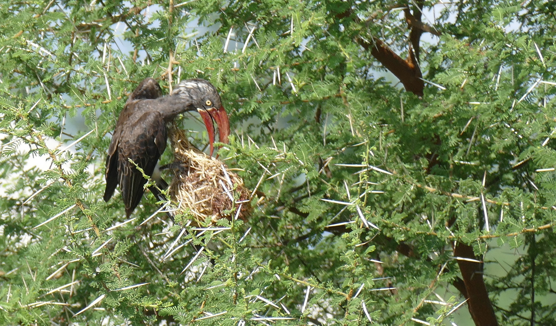 Hornvogel raubt ein Webervogelnest aus.