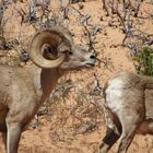 horny,horny ......WüstenBigHornBock kurz vor dem Sprung ;-)