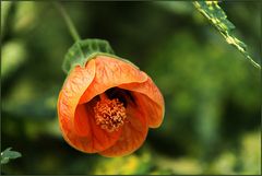 Horror-Besuch in einer Blüte