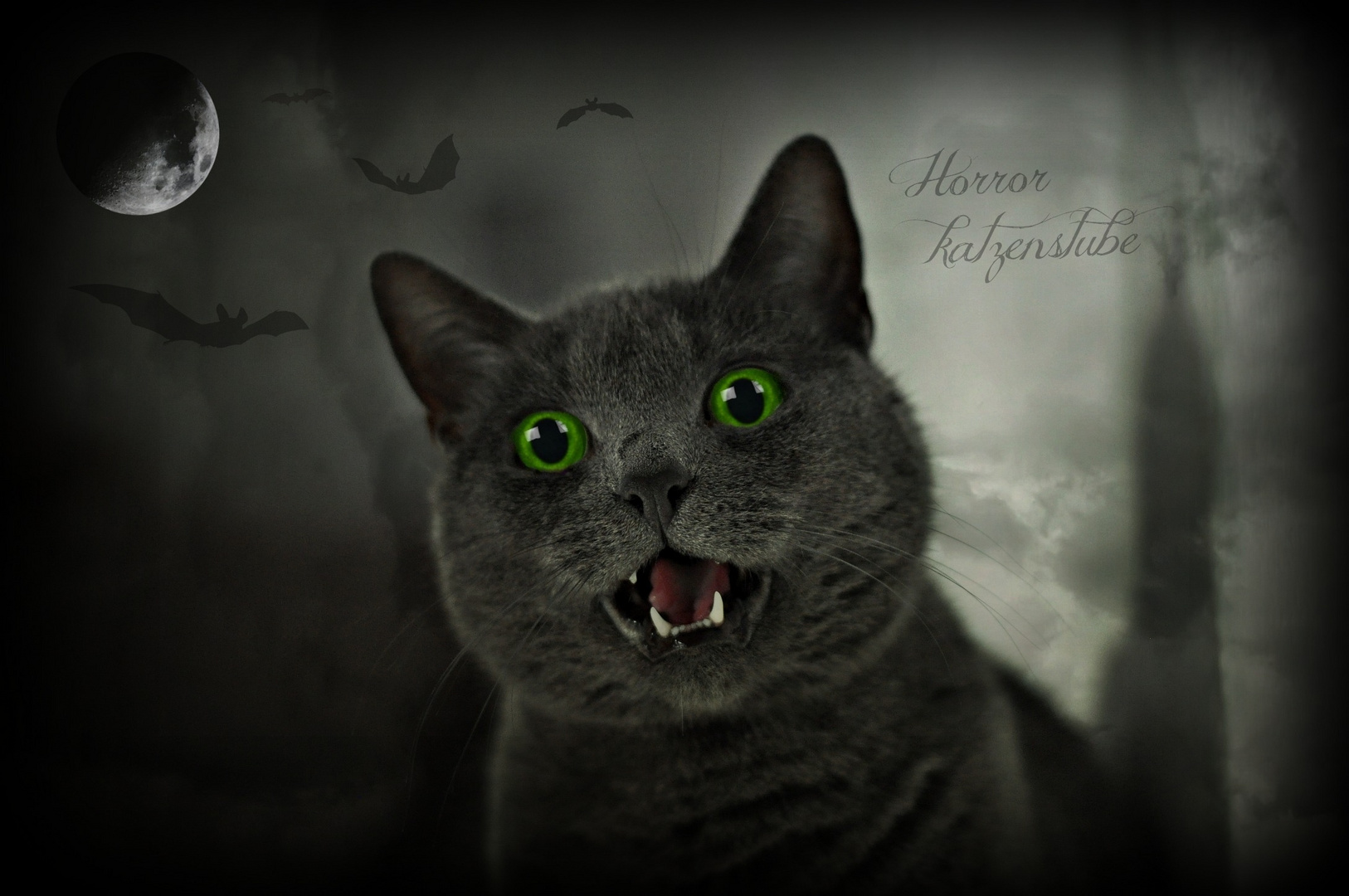 °Horror katzenstube°