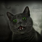 °Horror katzenstube°