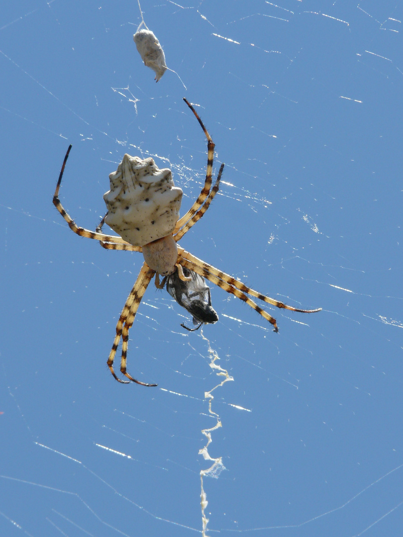 Horror.....Spinne auf Samos