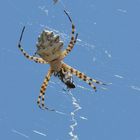 Horror.....Spinne auf Samos