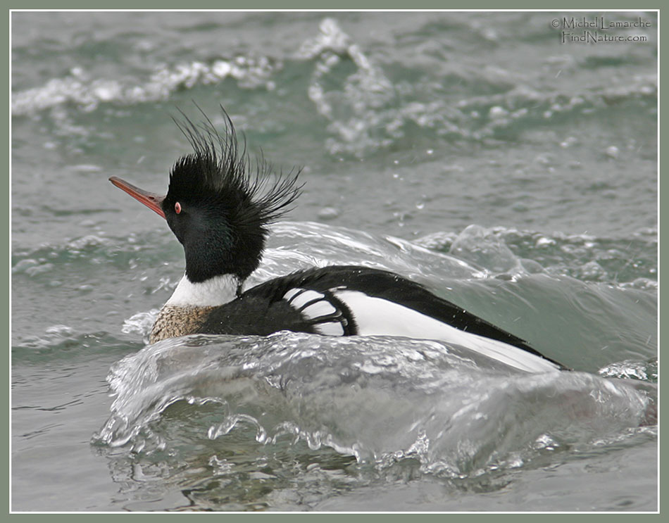 Hors-bord huppé