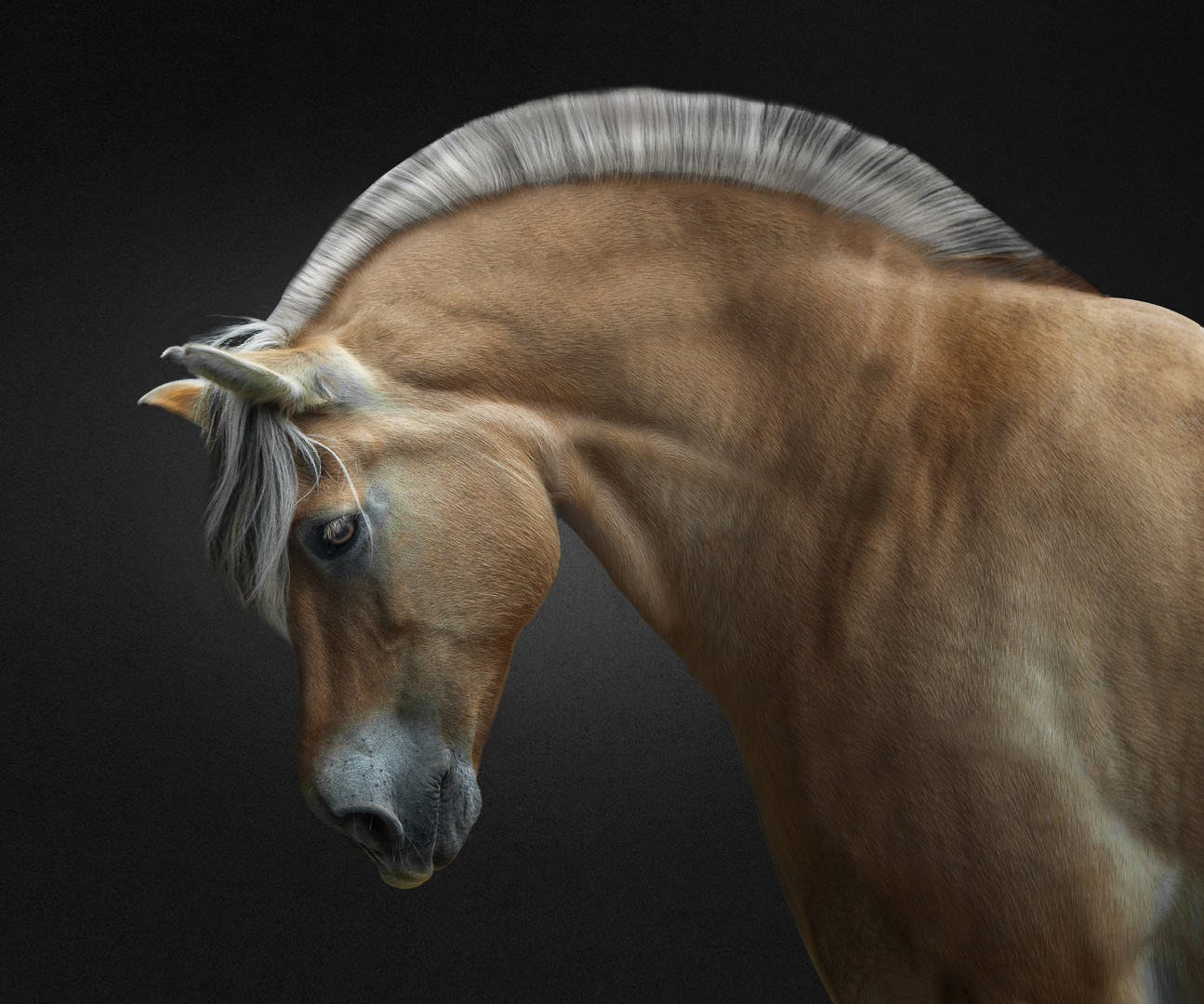 Horse 012