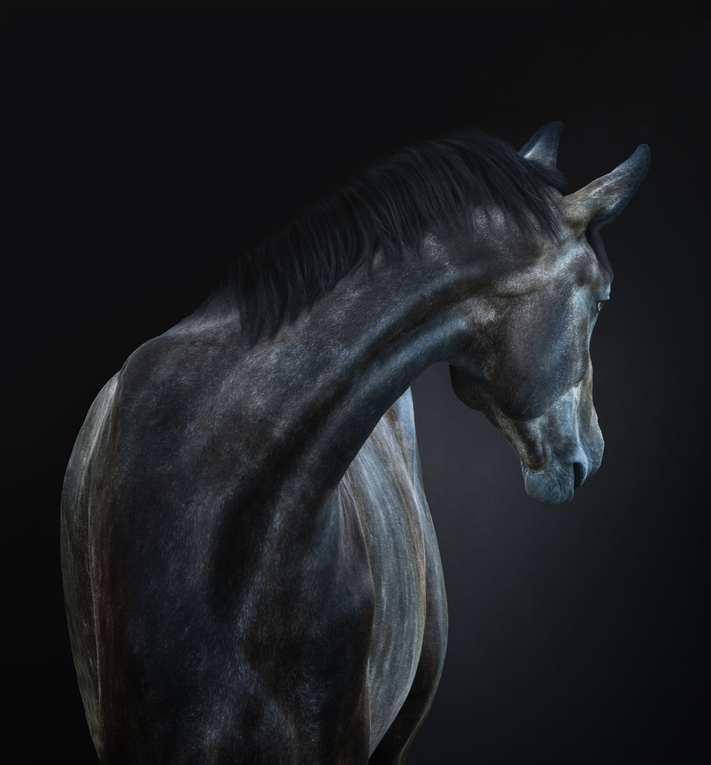 Horse 033