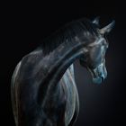 Horse 033