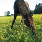 Horse ;)