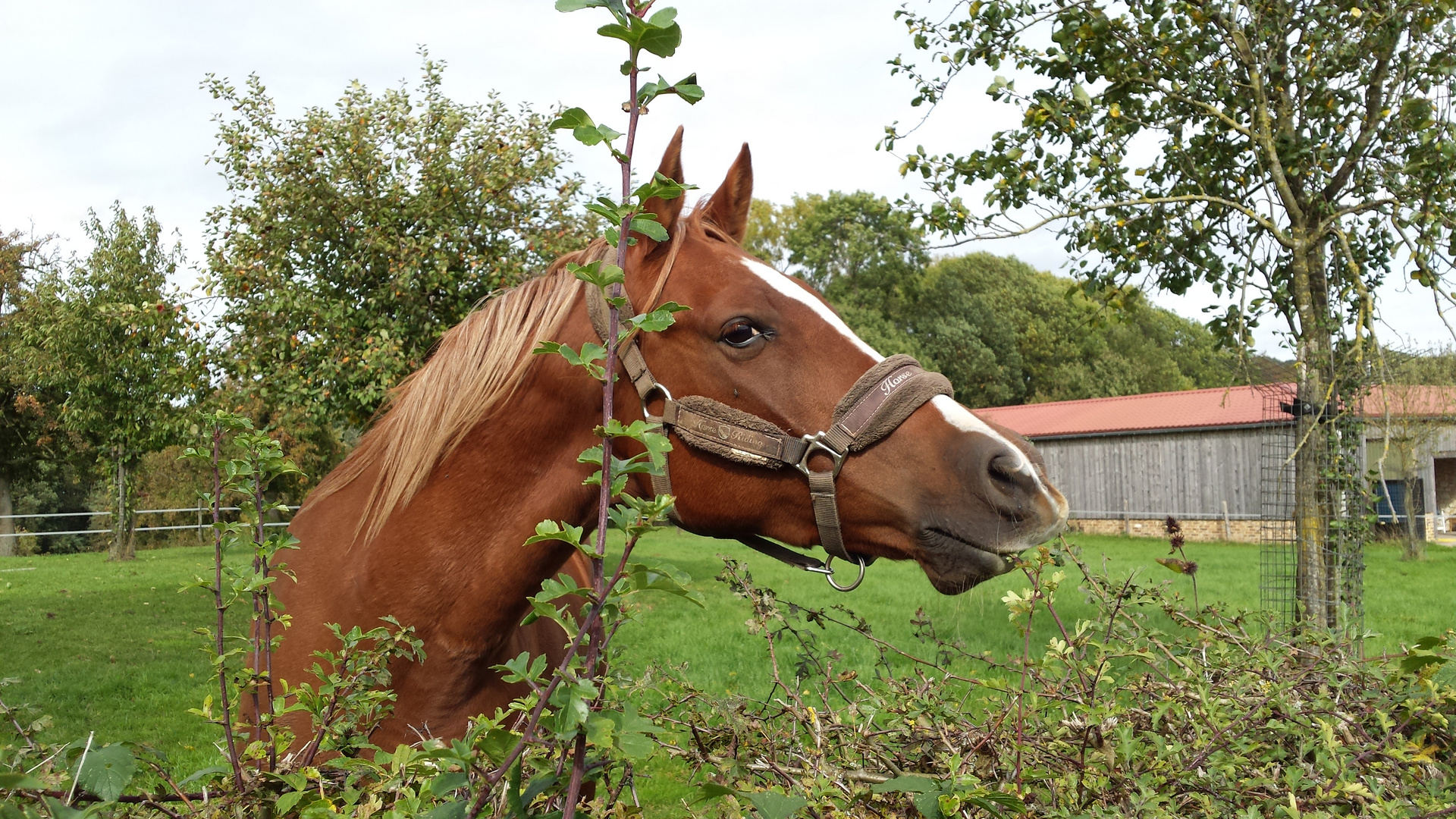 Horse