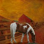 horse and barn