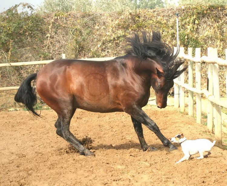 Horse and dog