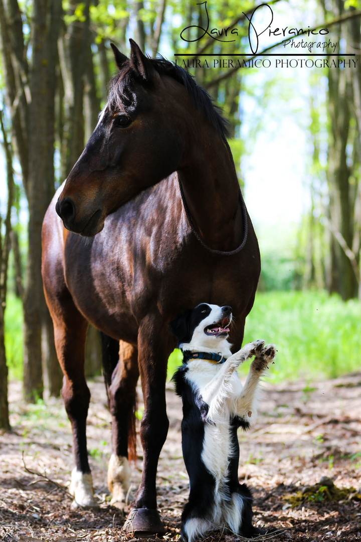 horse and dog trick duo