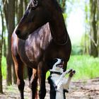 horse and dog trick duo