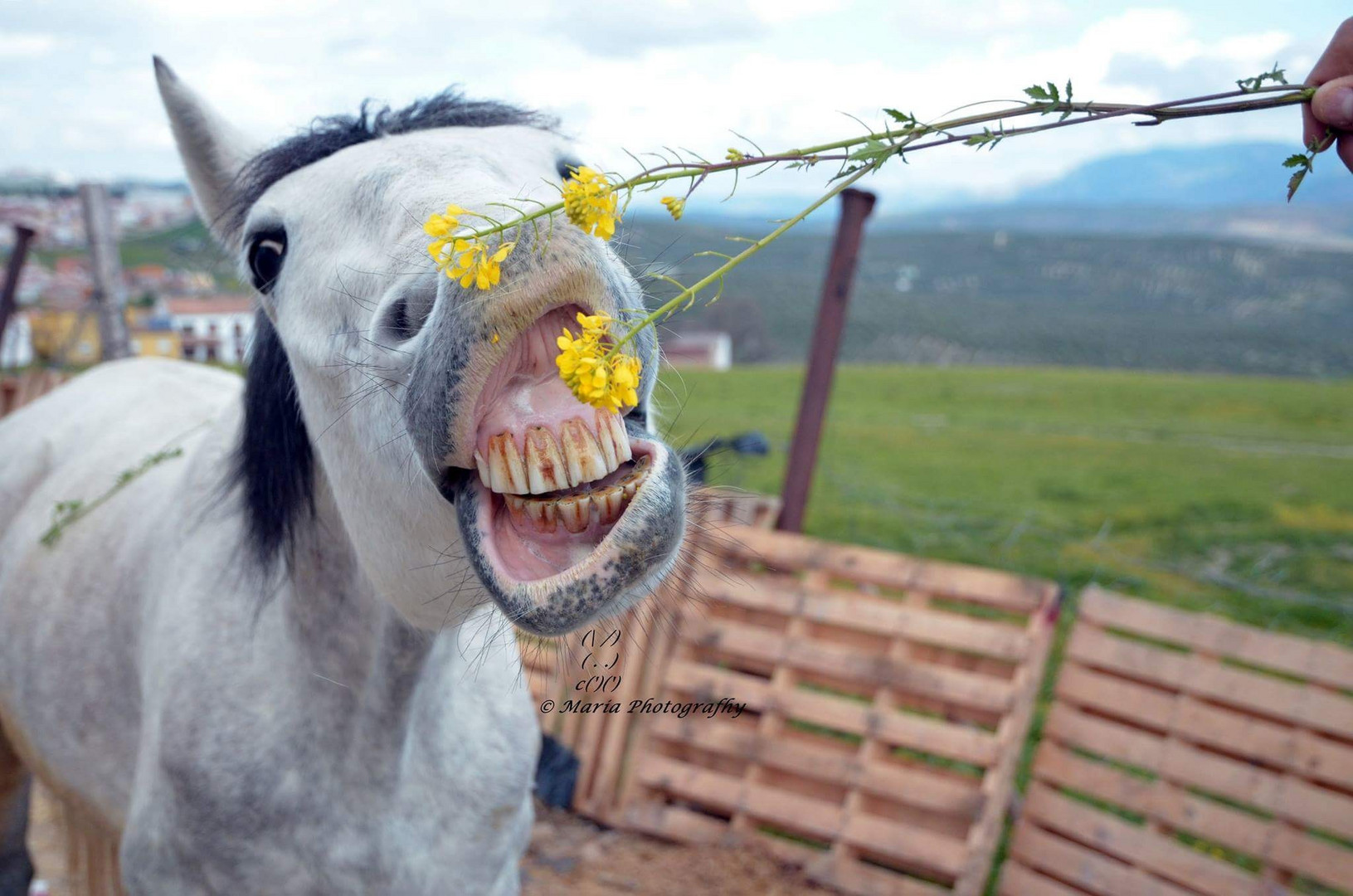 Horse and flowers