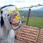 Horse and flowers