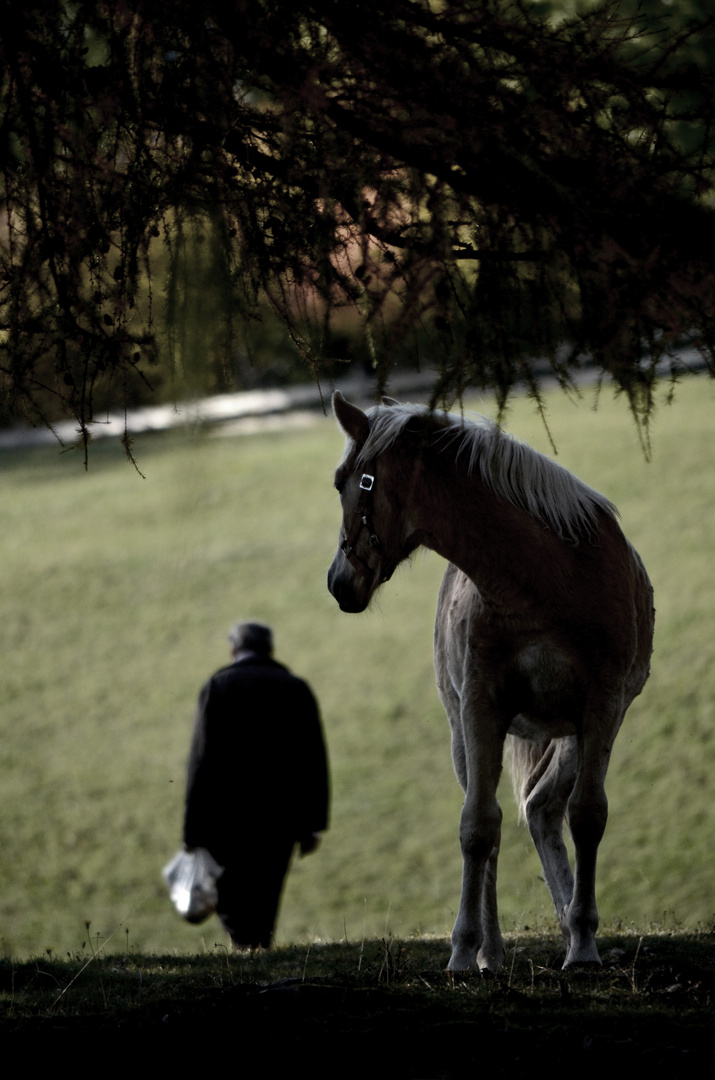 horse and man