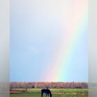 horse and rainbow