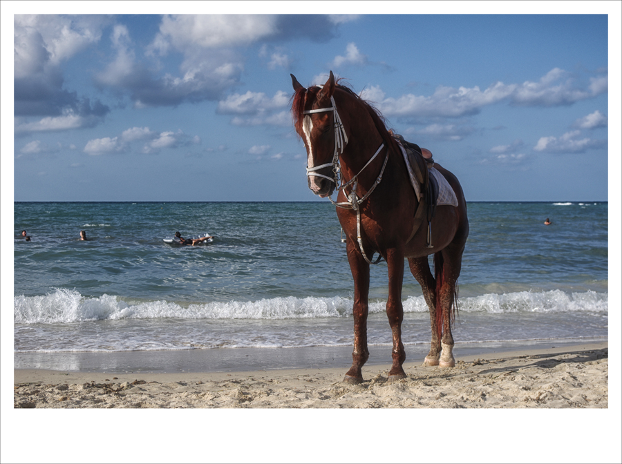 Horse And Sea