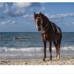 Horse And Sea