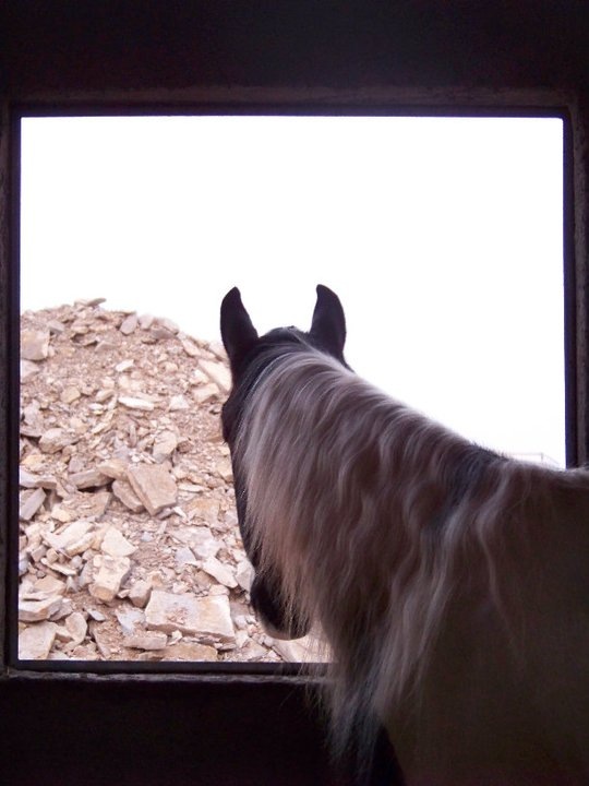 Horse and stones