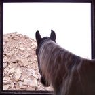Horse and stones
