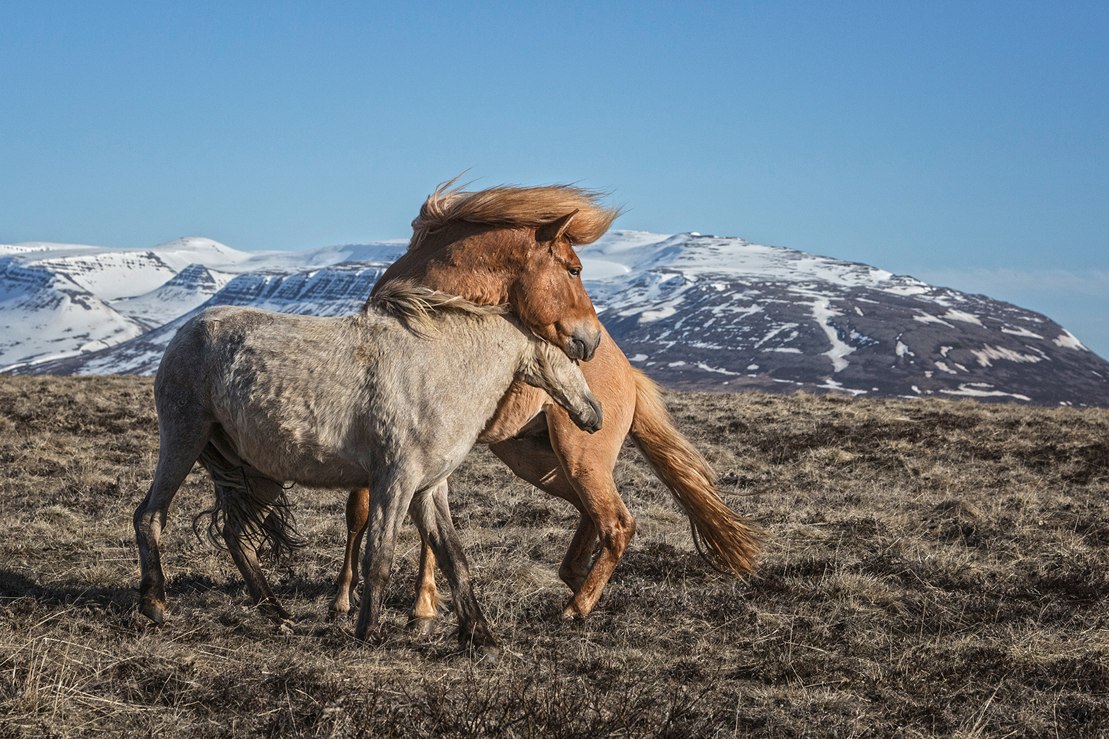 Horse Around