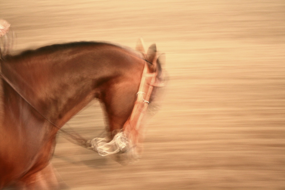 Horse at full speed