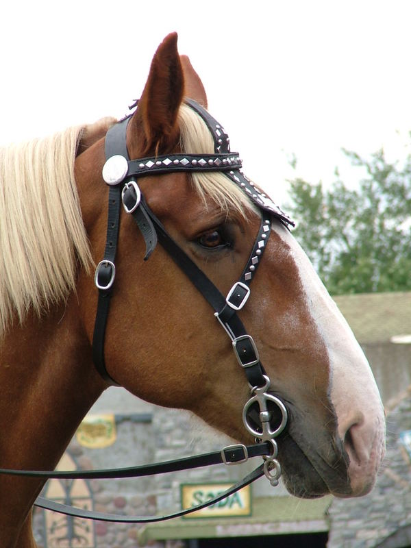 Horse at Rennaisance Festival